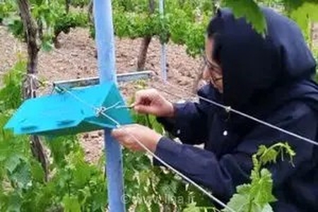 استقرار شبکه‌های پیش‌آگاهی آفات در قزوین