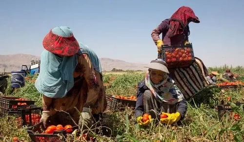 زندگی سخت زنان کارگر فصلی در مزارع بانه
