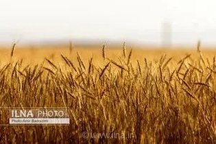 رکوردشکنی خرید تضمینی گندم در قزوین؛ پیش‌بینی عبور از مرز ۲۰۰ هزار تن محصول تا پایان فصل برداشت