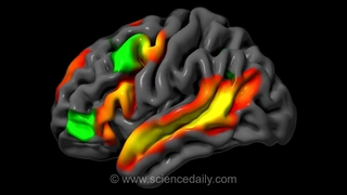 کشف جدید عصب‌شناسان ام‌آی‌تی: مغز انسان می‌تواند بدون استفاده از کلمات استدلال منطقی انجام دهد