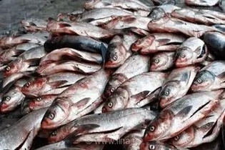 کشف محموله بزرگ ۷ تنی ماهی غیربهداشتی در بویین‌ومیاندشت؛ چهار متهم در چنگال قانون گرفتار شدند