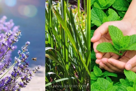 راهکارهای طبیعی برای دور کردن پشه‌ها؛ استفاده از روغن‌های اسانسی