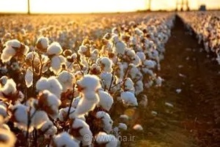 کاهش کشت پنبه در گلستان به دلیل نبود ماشین‌آلات و تعطیلی صنایع فرآوری /مسئولان فقط وعده ندهند از کشاورزان حمایت کنند