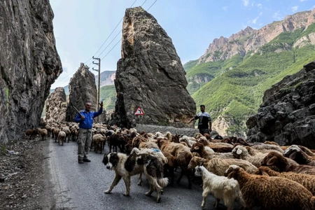 مسدود شدن جاده چالوس برای عبور احشام در روز دوشنبه