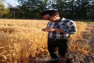 دیم‌کاری راهکاری برای مقابله با بحران آب در فارس/ ۸۲ درصد منابع آبی زیرزمینی است