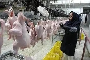 بحران انرژی و چالش‌های صادراتی؛ موانع اصلی تولید در کشتارگاه‌ها و صنایع غذایی استان مرکزی