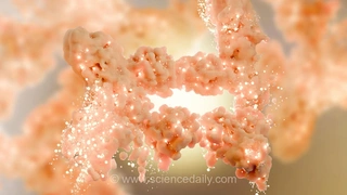 ترکیب آزمایشی جدید به سوزاندن چربی بدون از دست دادن عضله کمک می‌کند